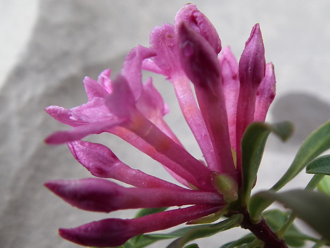 Daphne striata vs Daphne cneorum